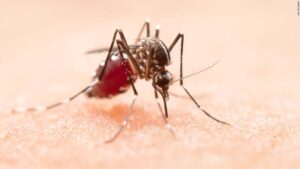 Diet drugs could halt mosquitoes' blood-sucking behavior, study says
