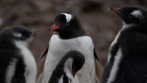 Antarctica struck with bird flu as scientists say illness has hit the mainland for the first time