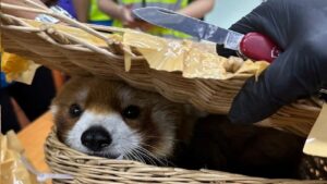 Red panda found inside suspected smugglers' luggage at Thailand airport