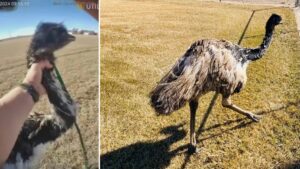 Colorado deputy wrangles escaped emu wandering roadway, bodycam video shows